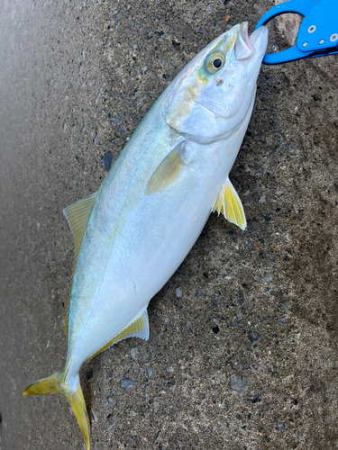 イナダの釣果