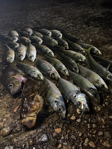 アジの釣果