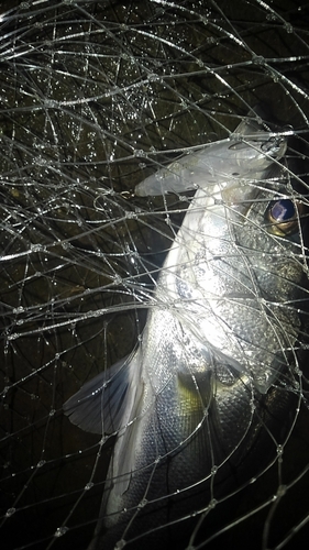 フッコ（マルスズキ）の釣果