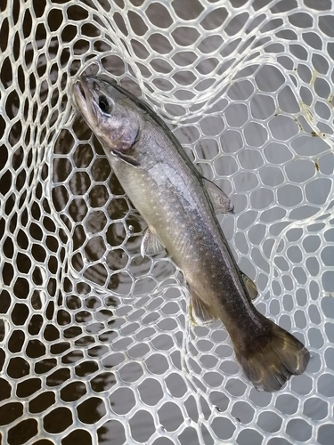 ニジマスの釣果