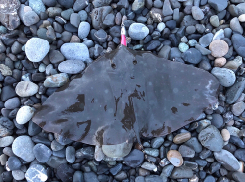 ツバクロエイの釣果