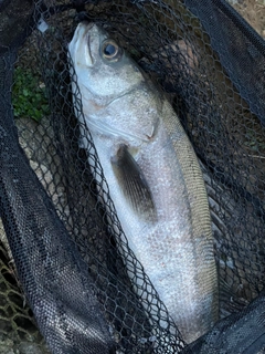 マルスズキの釣果