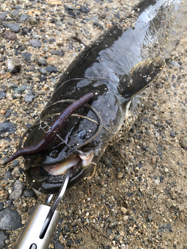 ニホンナマズの釣果