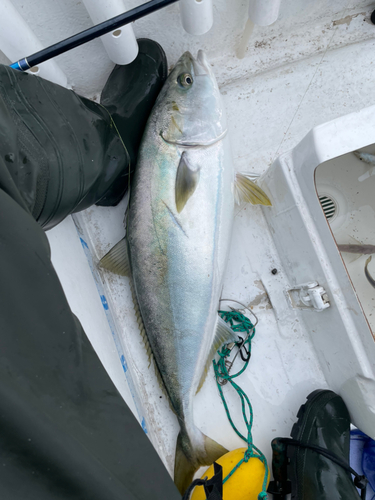 ブリの釣果