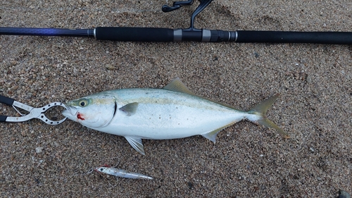 ヤズの釣果