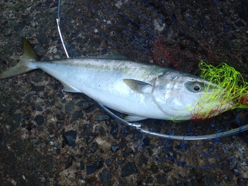 ハマチの釣果