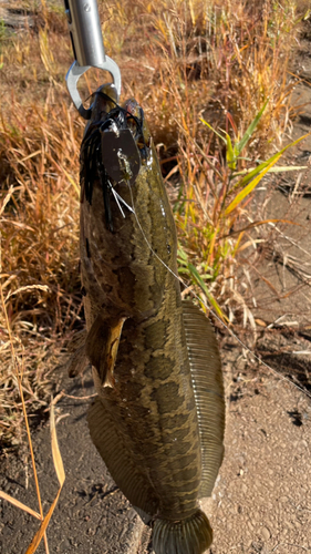 ライギョの釣果