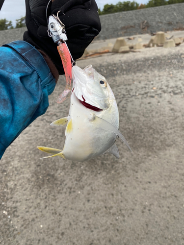 メッキの釣果