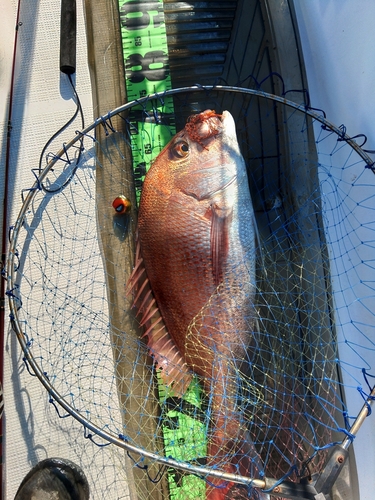 マダイの釣果