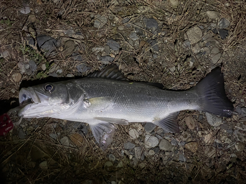 フッコ（マルスズキ）の釣果