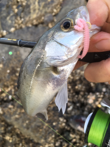 セイゴ（タイリクスズキ）の釣果