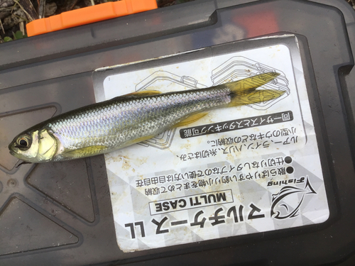 カワムツの釣果