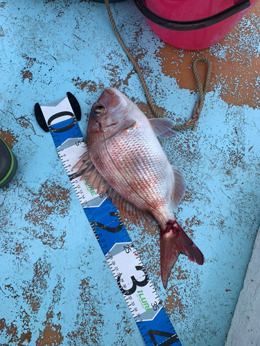 マダイの釣果