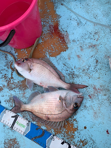 マダイの釣果