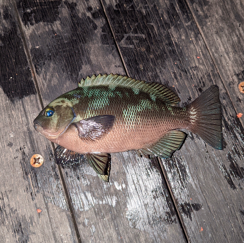 メジナの釣果