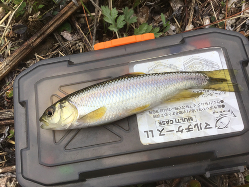 カワムツの釣果