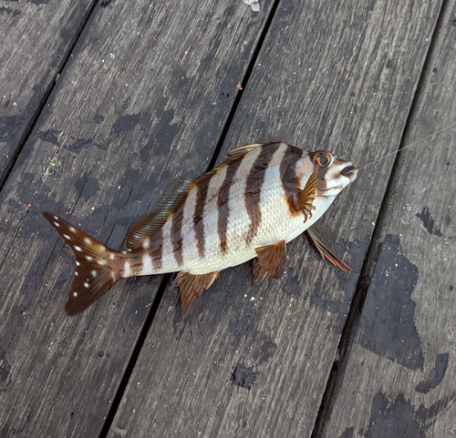 タカノハダイの釣果