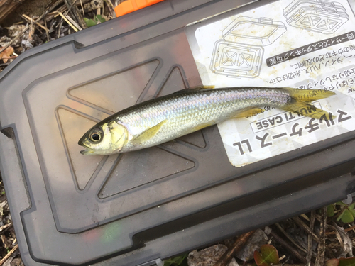 カワムツの釣果