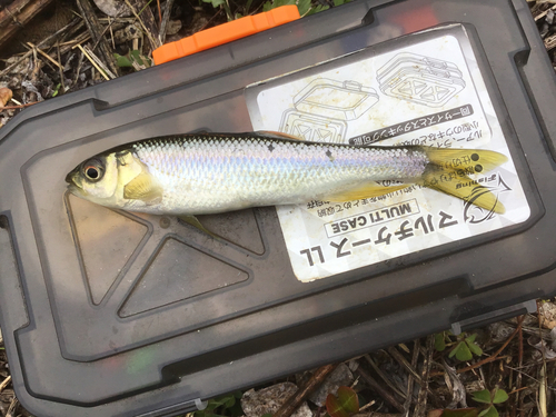 カワムツの釣果