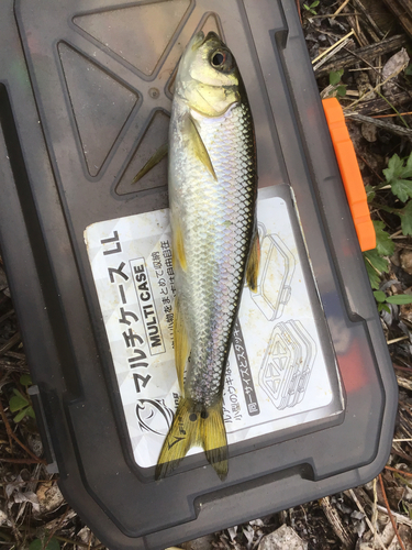 カワムツの釣果