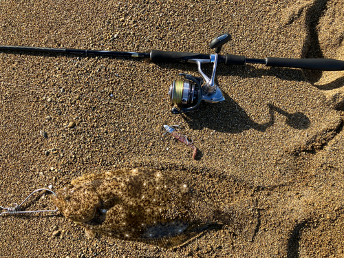 ヒラメの釣果