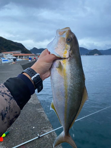 カンパチの釣果