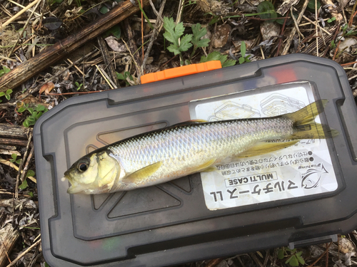 カワムツの釣果