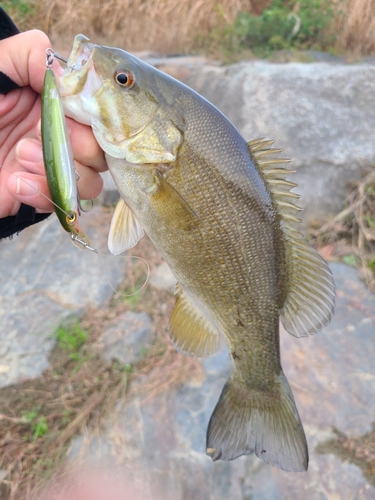 スモールマウスバスの釣果