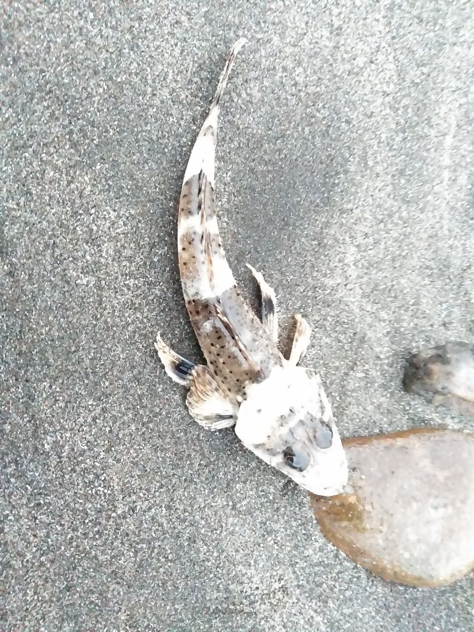 マゴチ