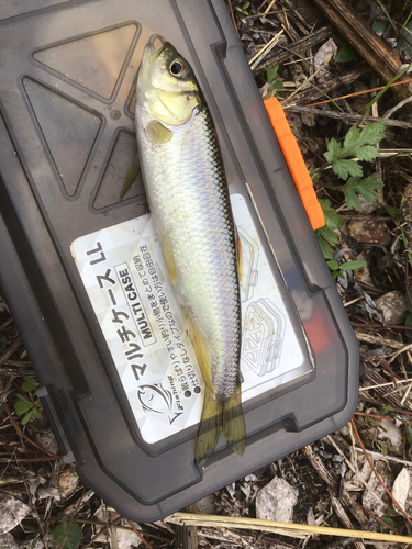 カワムツの釣果