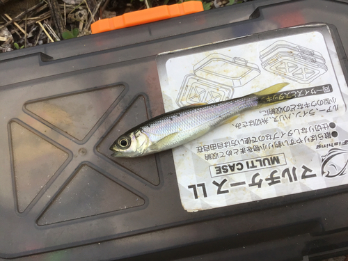 カワムツの釣果