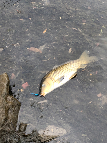 コイの釣果