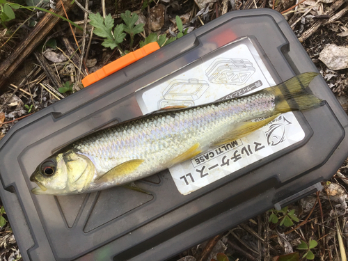 カワムツの釣果