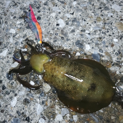 アオリイカの釣果