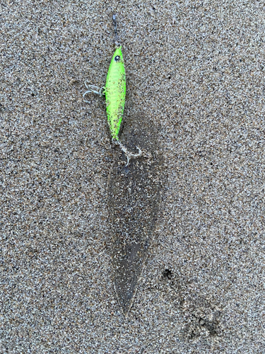 シタビラメの釣果