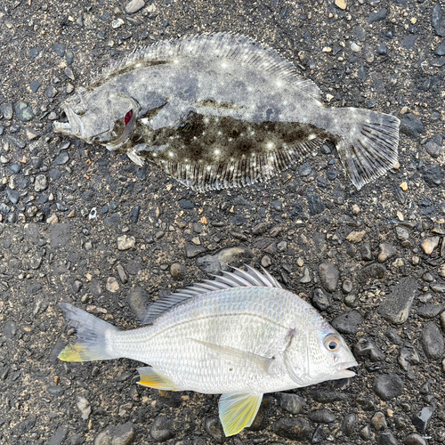 ヒラメの釣果