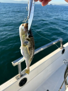 シロサバフグの釣果