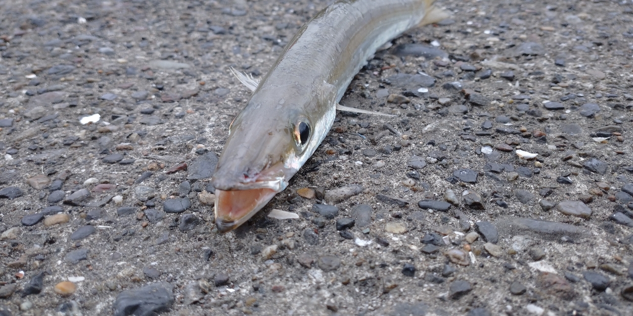 アカカマス