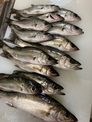 セイゴ（タイリクスズキ）の釣果