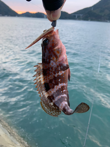 キジハタの釣果