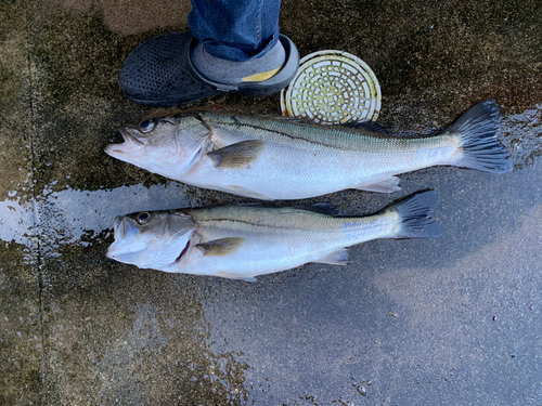 スズキの釣果