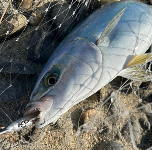 イナダの釣果