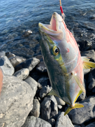 ヤズの釣果