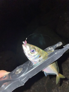 シロメバルの釣果