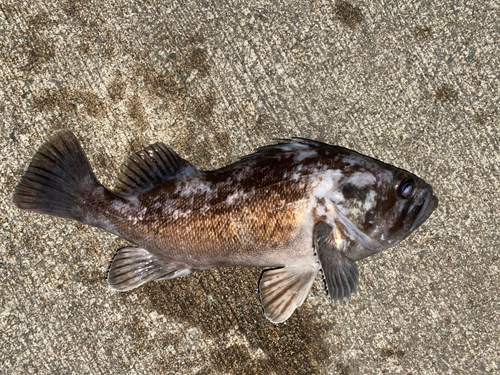 クロソイの釣果