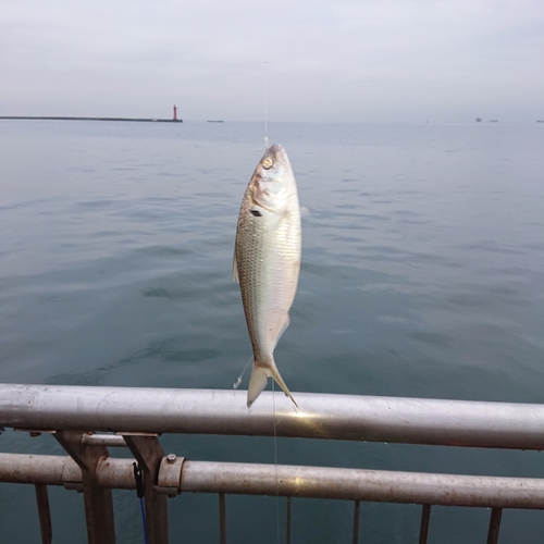 コノシロの釣果