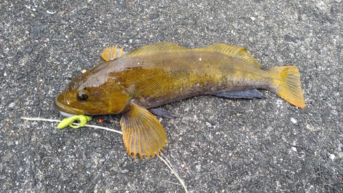 アイナメの釣果