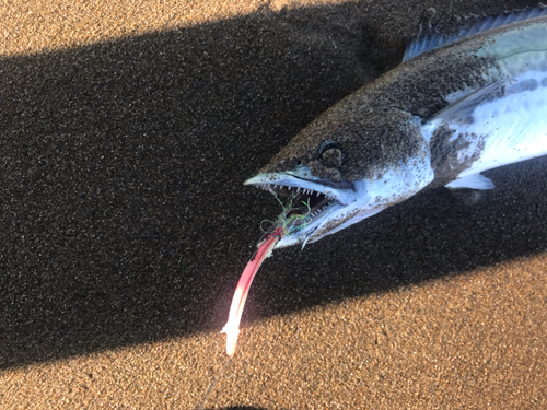 サゴシの釣果