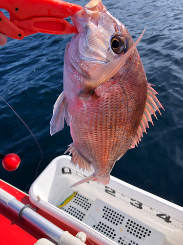 マダイの釣果