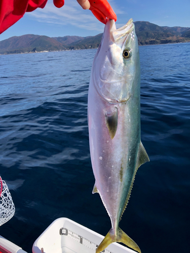 メジロの釣果